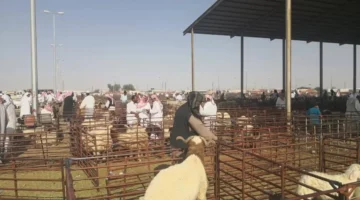 الأضحية في السعودية… من تنفيذ الوصايا إلى التوكيل