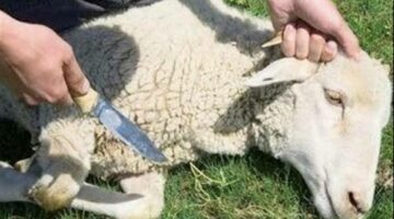 مدينة الأبحاث العلمية توجه نصائح للتوعية بطرق التخلص الآمن من مخلفات النحر