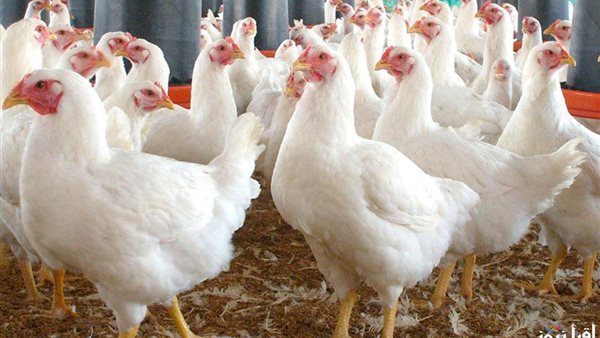 استقرار أسعار الفراخ اليوم بعد التراجع الأخير.. انخفاض 7 جنيهات ينشط حركة الشراء