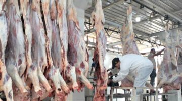 المجازر الحكومية تستقبل أكثر من 9800 أضحية خلال أول أيام العيد