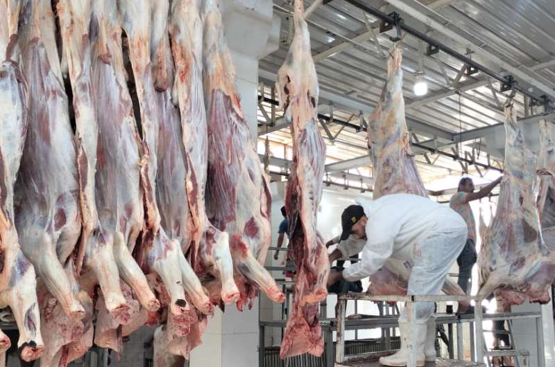 المجازر الحكومية تستقبل أكثر من 9800 أضحية خلال أول أيام العيد