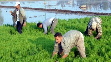 زراعة 18 ألف فدان من الأرز في دمياط وسط متابعة مستمرة من مديرية الزراعة