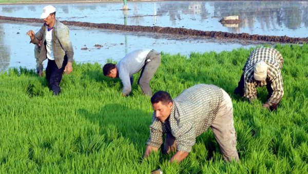 زراعة 18 ألف فدان من الأرز في دمياط وسط متابعة مستمرة من مديرية الزراعة