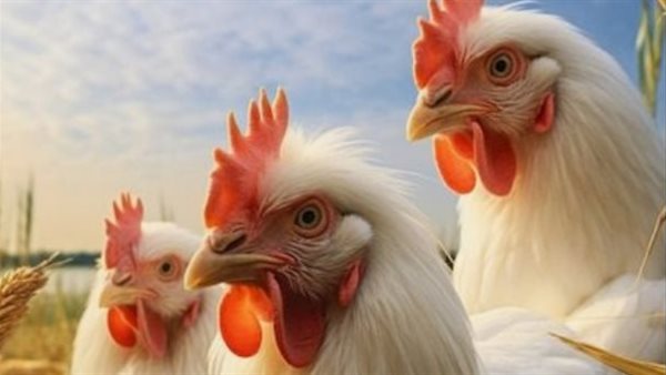 أسعار الفراخ البيضاء والبيض اليوم الخميس 19 يونيو 2025