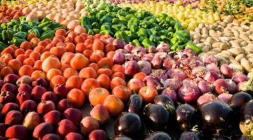 طفرة بالصادرات الزراعية| الموالح والبطاطس تتصدر القائمة.. ومصر أكبر المصدرين للفول السوداني للاتحاد الأوروبي