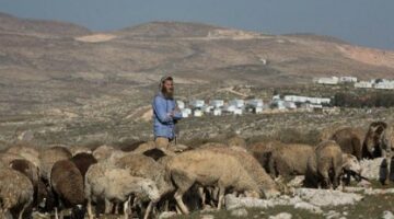 الضفة.. مستوطنون يطلقون مواشيهم للرعي في أراضي مملوكة لفلسطينيين