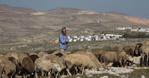 الضفة.. مستوطنون يطلقون مواشيهم للرعي في أراضي مملوكة لفلسطينيين