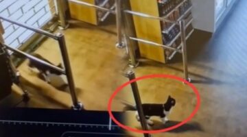 فيديو لا يُصدق.. قط يقلب مواقع التواصل بحيلته الذكية في السرقة
