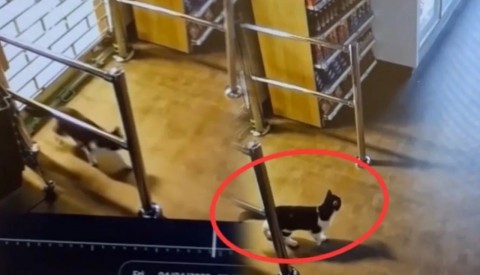 فيديو لا يُصدق.. قط يقلب مواقع التواصل بحيلته الذكية في السرقة