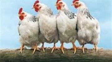 بكام كيلو الفراخ النهاردة؟.. بورصة الدواجن الرئيسية اليوم الثلاثاء 10-6-2025