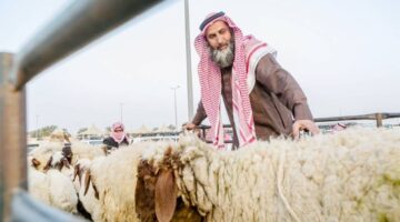 «الأضاحي» تدخل السوق الرقمية – أخبار السعودية