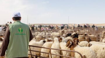 «عكاظ» تكشف أسرار بيع المواشي بالوزن – أخبار السعودية