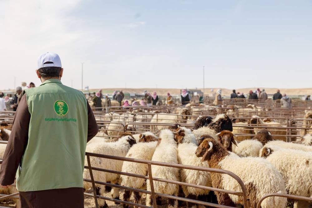 «عكاظ» تكشف أسرار بيع المواشي بالوزن – أخبار السعودية