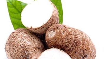 فوائد القلقاس: – أخبار السعودية