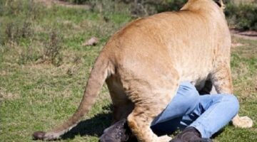 ناميبيا.. أسد ينقض على رجل أعمال ويلتهمه أمام أصدقائه – أخبار السعودية