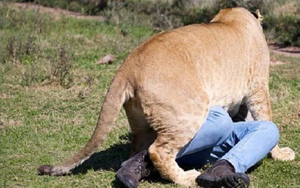 ناميبيا.. أسد ينقض على رجل أعمال ويلتهمه أمام أصدقائه – أخبار السعودية