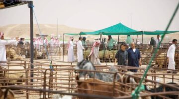 التطبيق الخميس.. «البيئة» تُعلن ضوابط بيع المواشي الحية بالوزن – أخبار السعودية