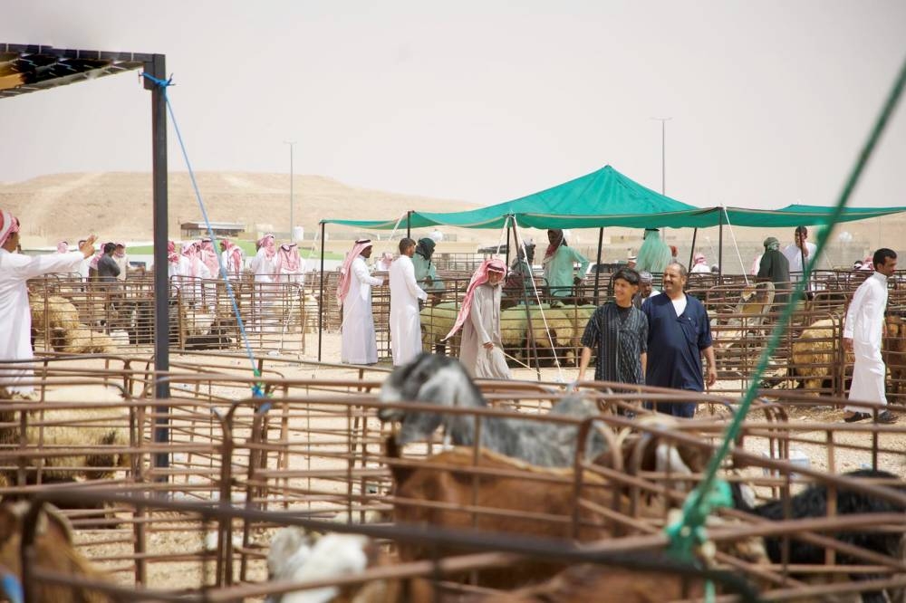 التطبيق الخميس.. «البيئة» تُعلن ضوابط بيع المواشي الحية بالوزن – أخبار السعودية