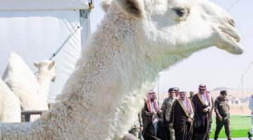 5 مزادات سنوية.. القصيم تدير أكبر سوق للإبل في المملكة – أخبار السعودية