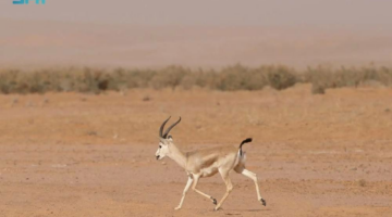 «ظبي الجفول».. النافر الأنيق لعدسة الشعراء في الغزل والرثاء! – أخبار السعودية