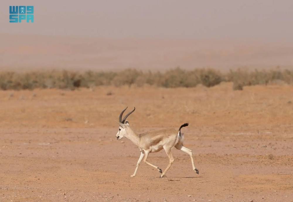 «ظبي الجفول».. النافر الأنيق لعدسة الشعراء في الغزل والرثاء! – أخبار السعودية