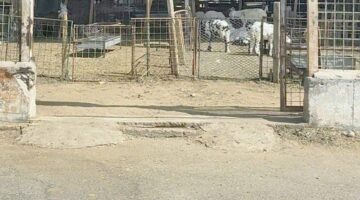 سوق المواشي بلا موازين.. والباعة لم يخضعوا للتدريب – أخبار السعودية