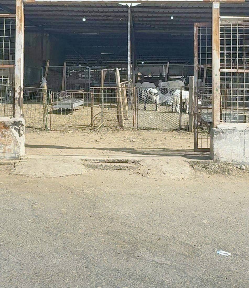 سوق المواشي بلا موازين.. والباعة لم يخضعوا للتدريب – أخبار السعودية