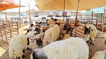 «التجارة» تنفذ جولات ميدانية في أسواق المواشي.. استعداداً لعيد الأضحى