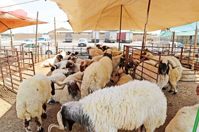«التجارة» تنفذ جولات ميدانية في أسواق المواشي.. استعداداً لعيد الأضحى