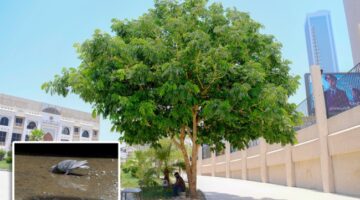 الشجرة… مأوى وظل وحماية – جريدة الجريدة الكويتية