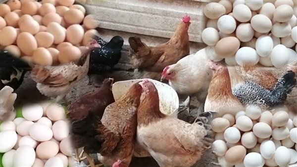 نزلت 25 جنيهًا .. هبوط أسعار الدواجن والبانيه اليوم الاثنين بالأسواق