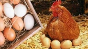 أسعار الدواجن اليوم الخميس بالأسواق.. وهذا سعر البانيه