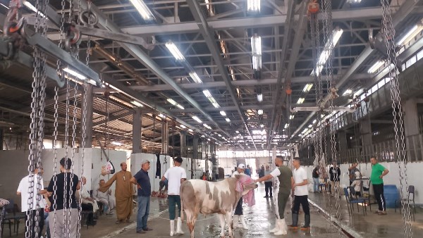 المجازر الحكومية استقبلت أكثر من 20 ألف أضحية بأول يومين لعيد الأضحى