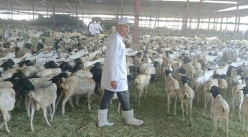 البعثة البيطرية المصرية تتلقى رسالة شكر من السعودية لجهودها في إنجاح الموسم