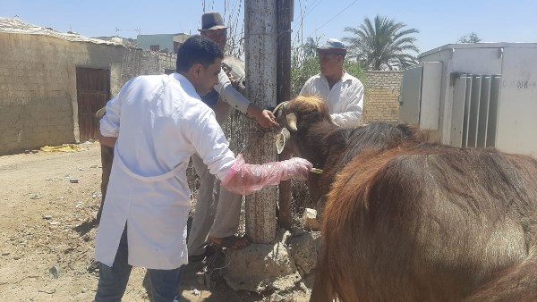 الزراعة تنفذ 431 قافلة بيطرية مجانية لعلاج 235 ألف رأس حيوان وطائر في 393 قرية بمايو