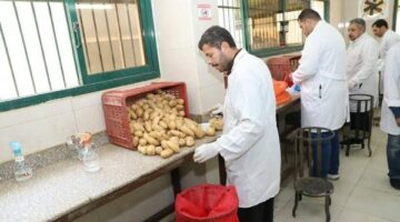 لإعدادها للتصدير.. الزراعة تعلن فحص 1.3 مليون طن بطاطس مائدة