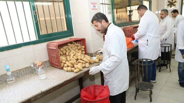 لإعدادها للتصدير.. الزراعة تعلن فحص 1.3 مليون طن بطاطس مائدة