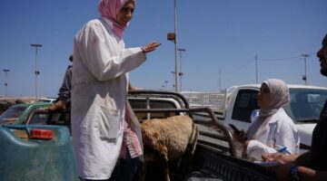 بحوث الصحراء يطلق قافلة بيطرية مجانية في السلوم وسيدي براني بمطروح