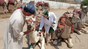 الخدمات البيطرية تطلق قوافل علاجية مجانية لدعم صغار المربين في 5 محافظات