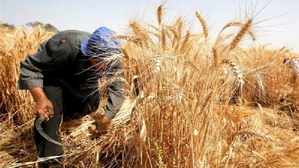 الأعلى فى تاريخ مصر.. أسباب زيادة إنتاجية القمح هذا الموسم