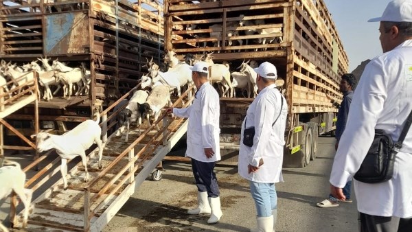 البعثة البيطرية المصرية تبدأ عملها في الأراضي المقدسة