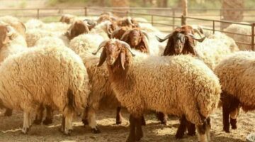 الحكومة المصرية تكثف جهودها لتوفير الأضاحي واللحوم بأسعار مخفضة