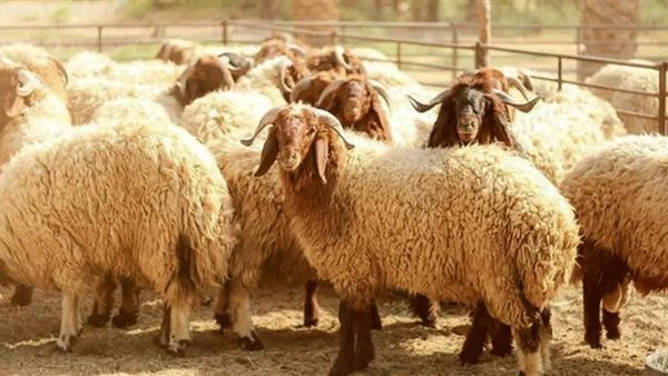الحكومة المصرية تكثف جهودها لتوفير الأضاحي واللحوم بأسعار مخفضة