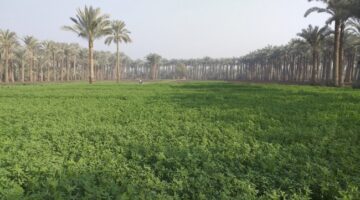 وزير «البلدية» يعتمد لائحة المزارع والجواخير