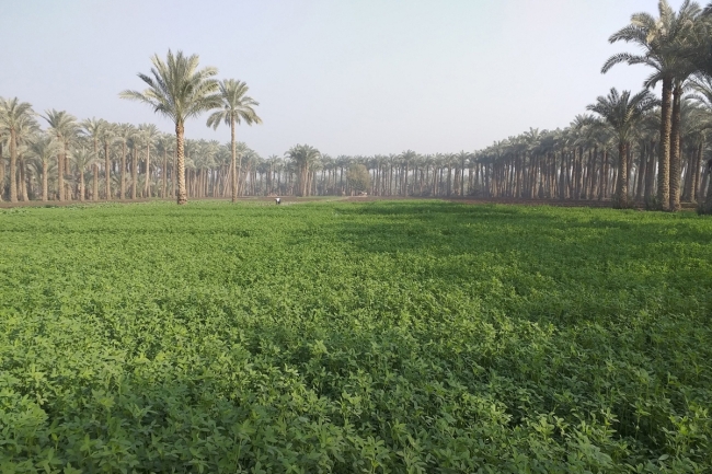 وزير «البلدية» يعتمد لائحة المزارع والجواخير