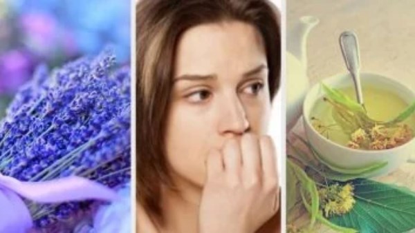 5 أعشاب فعّالة لتهدئة الأعصاب والتخلص من التوتر.. جربها قبل اللجوء للأدوية