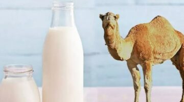 حليب الإبل.. السلاح السري لمكافحة مرض السكري