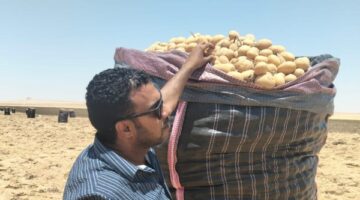 فحص 1.3 مليون طن بطاطس مائدة بغرض التصدير