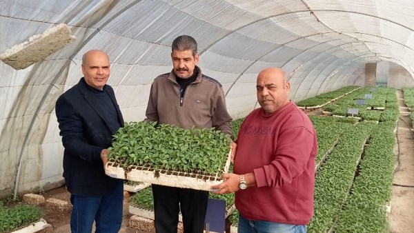 تصدير 1.2 مليون شتلة فراولة و343 ألفا فاكهة
