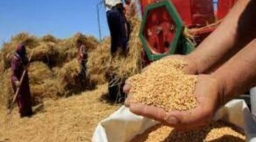مصر تحتل المركز الـ15 عالميا فى إنتاج القمح بإجمالي 10 ملايين طن